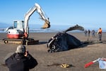 A team of workers flip over the beached whale at San Marine State Park near Yachats, Ore. on Tuesday, Nov. 18, 2025. Scientists, veterinary students and members of the Confederated Tribes of Siletz Indians worked together to disassemble the whale, which was euthanized on Monday.