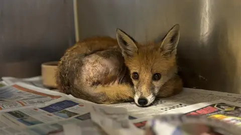 RSPCA Young fox sat inside cage at RSPCA