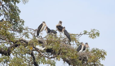 Bird diversity drops in human-dominated habitats, Nepal study suggests