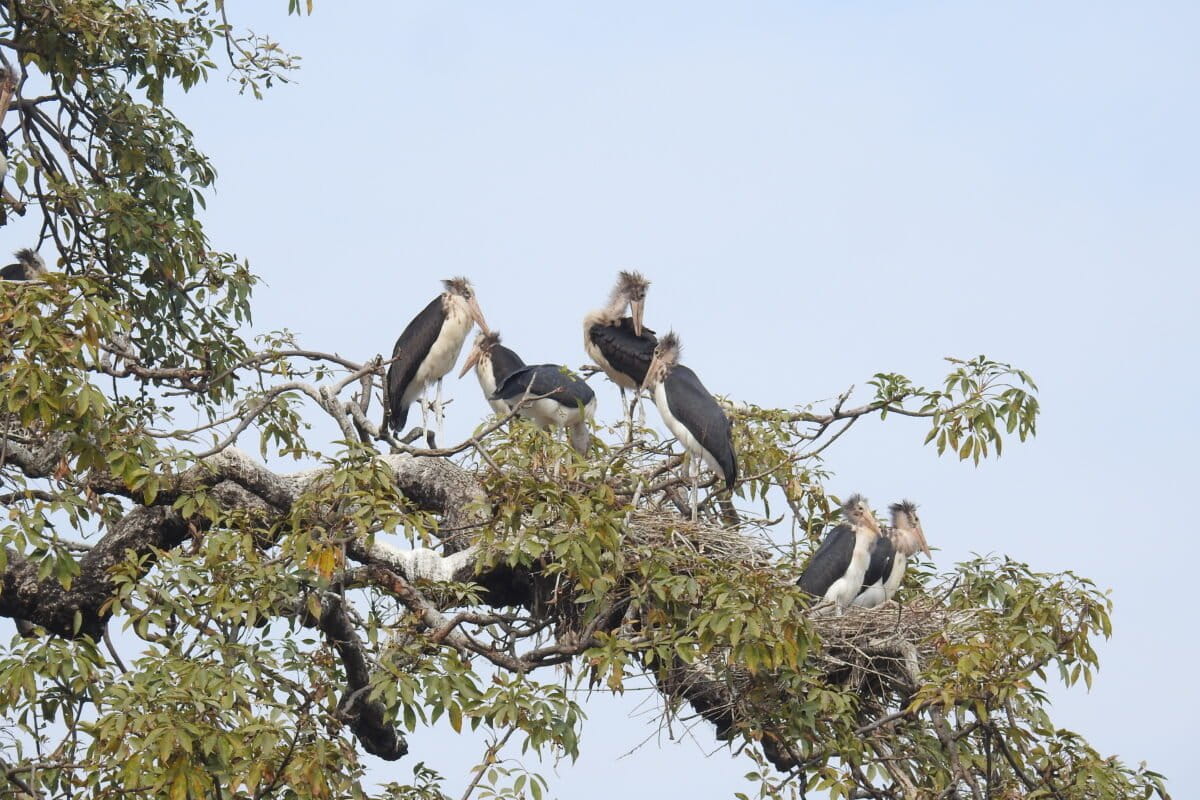 Bird diversity drops in human-dominated habitats, Nepal study suggests