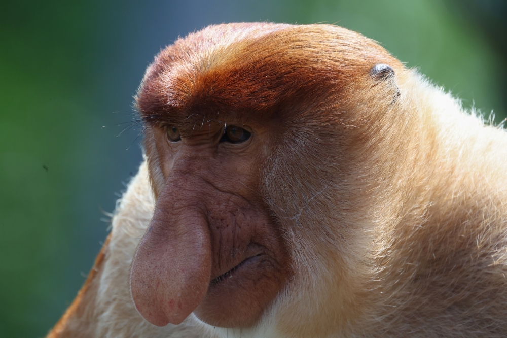 Proboscis monkeys roam freely at the Labuk Bay Proboscis Monkey Sanctuary, a wildlife attraction that draws visitors from within Malaysia and abroad. — Bernama pic 