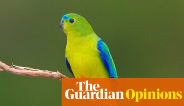 Australia must put politics aside and pass nature laws that benefit the economy and the environment. We owe it to our kids | Zoe Daniel