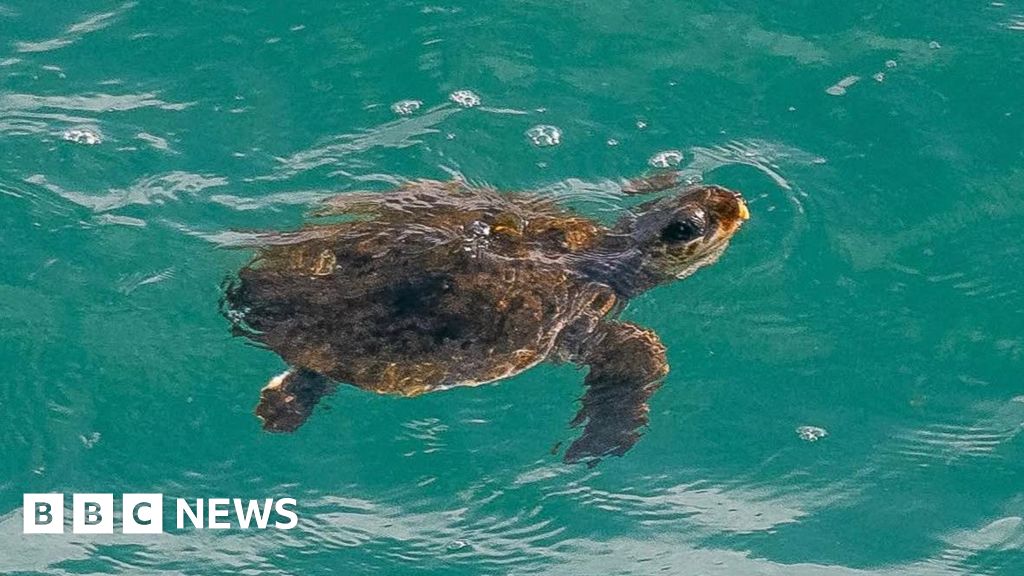 Concerns as 'vulnerable' turtle spotted off Cornwall coast