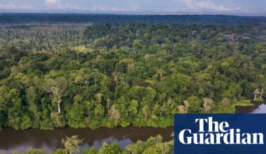 The Congo basin may be the world’s most important rainforest – why is it the least researched? | Global development