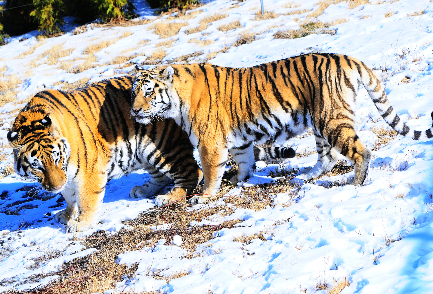 The tiger Hancheong, right, is seen in this photo. She died at the Baekdudaegan National Arboretum in Bonghwa, North Gyeongsang, on Nov. 6. [BAEKDUDAEGAN NATIONAL ARBORETUM]