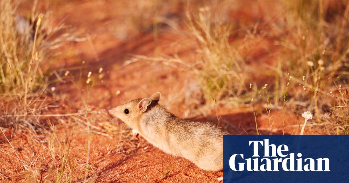 ‘Taking back the desert’: can Australia’s small marsupials learn how to live alongside their predator, the feral cat? | Australia news