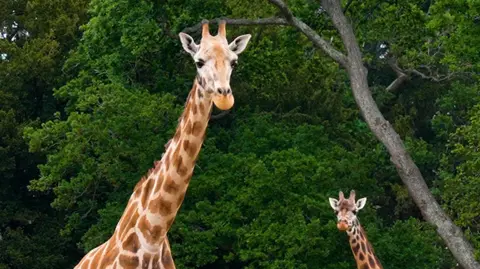 Woburn Safari Park/PA Media Sahara standing upright in front of large trees. She has typical giraffe features: a long neck, tan and brown colours and pointy ears. Another giraffe is below her in the background.