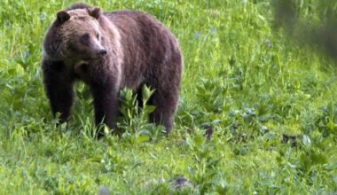 Recent bear attacks, close encounters prompt calls to bring back Alberta’s grizzly hunt