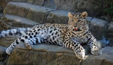 Colchester Evening Gazette