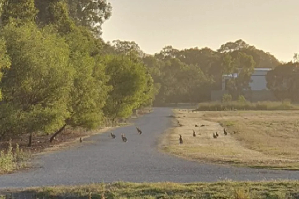 Rabbits grazing in South Australia. 