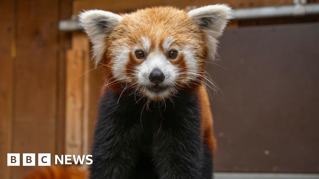 Endangered red panda arrives at Hertfordshire Zoo