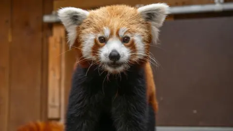 Hertfordshire Zoo A red panda facing the camera. It has a white snout, cheeks, eyebrows and ears, while the rest of its coat is a mix of ginger and black fur. 