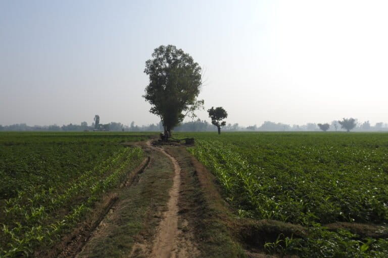 Farmland within the Parsa-Koshi Complex. Image by Hem Bahadur Katuwal.