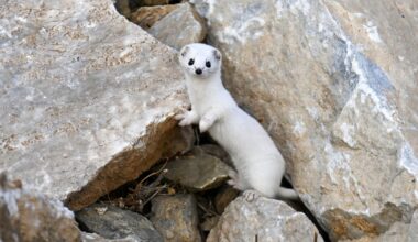 Rare color-changing weasel spotted in eastern Türkiye