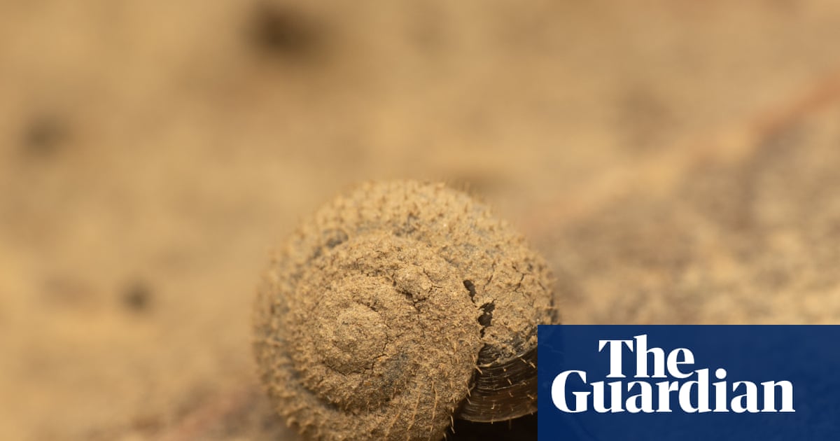 Search is on for the German hairy snail in London | Wildlife