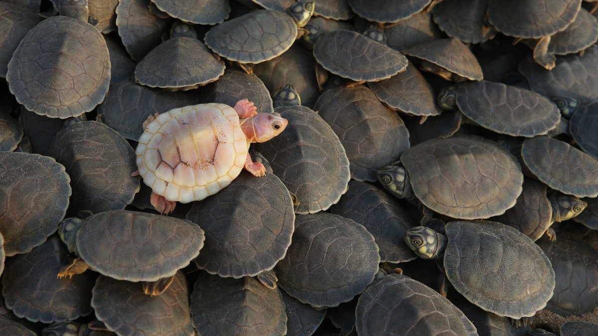 Brazil releases Amazon River turtle hatchlings in conservation push