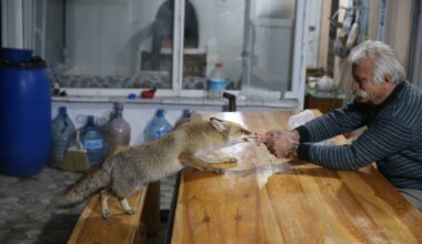 Turkish man forms unusual friendship with local foxes