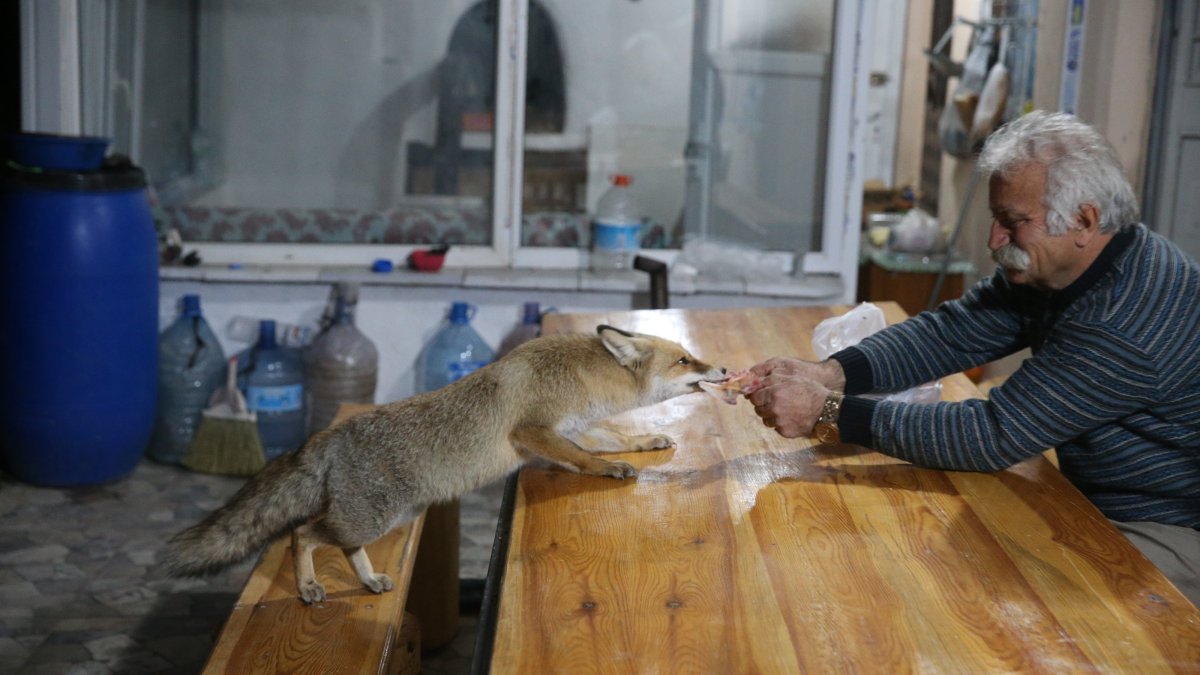 Turkish man forms unusual friendship with local foxes