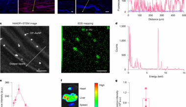 A skin-permeable polymer for non-invasive transdermal insulin delivery
