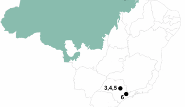Investigating the evolution of large meiotic rings of multiple X and Y sex chromosomes in two Leptodactylus frog species (Anura, Leptodactylidae)
