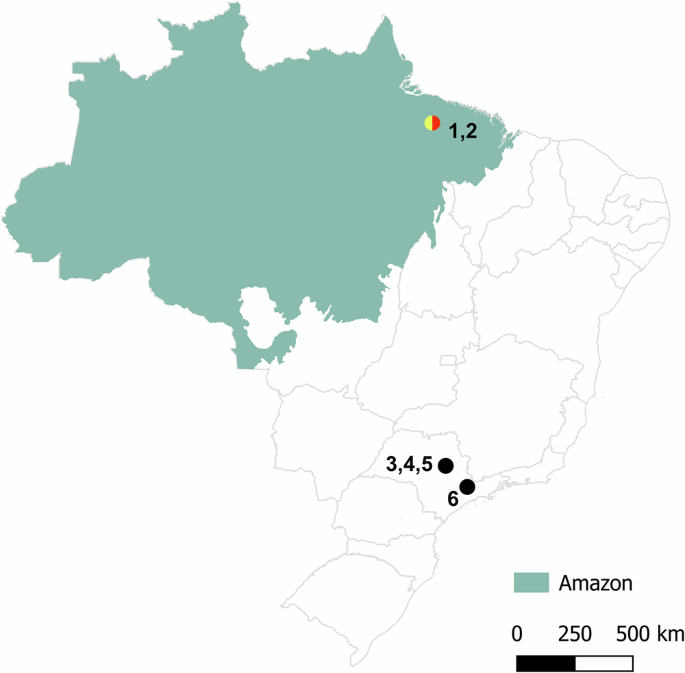 Investigating the evolution of large meiotic rings of multiple X and Y sex chromosomes in two Leptodactylus frog species (Anura, Leptodactylidae)