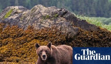 Grizzly bear that attacked children and teachers in Canada still eludes searchers | Canada