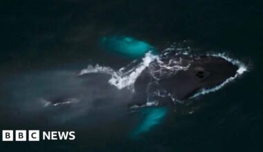 Spotting Pi the whale 'more exciting than Christmas' in Isles of Scilly