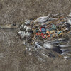Plastics Don't Disappear, But They Do End Up In Seabirds' Bellies