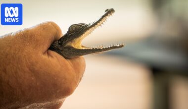 NT government flags new fines for owners whose pet crocodiles escape