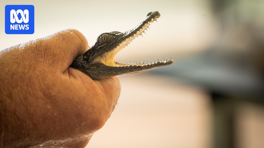 NT government flags new fines for owners whose pet crocodiles escape