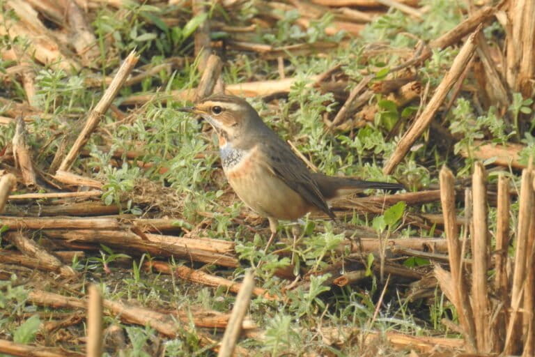 Bluethroat in the study area. Image by Hem Bahadur Katuwal.