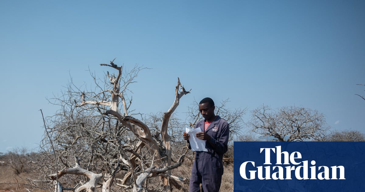 ‘There is no money’: As carbon markets collapse, what happens to the forests they promised to protect? | Carbon offsetting
