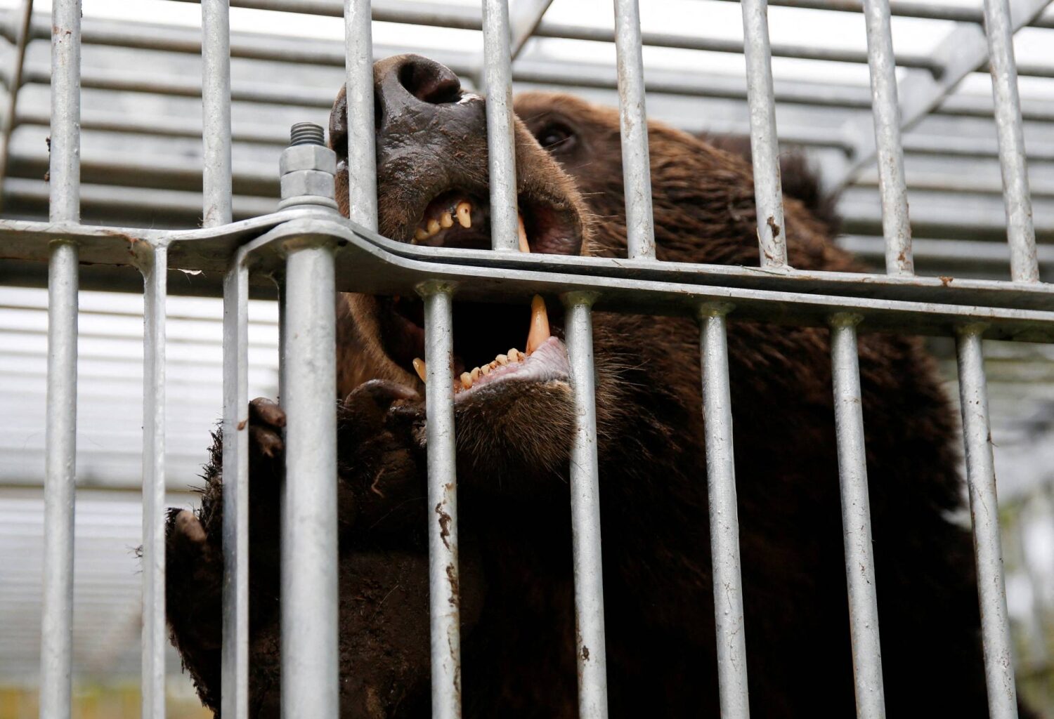 How a small-town spat in Hokkaido nearly derailed its bear response measures
