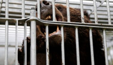 How a small-town spat in Hokkaido nearly derailed its bear response measures