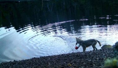 B.C. wolves use line to pull up crab traps in first possible tool use by species - CTV News