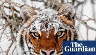 ‘The tigers are hungry’: endangered but deadly, the world’s largest big cat is sowing fear in Siberia’s villages | Wildlife