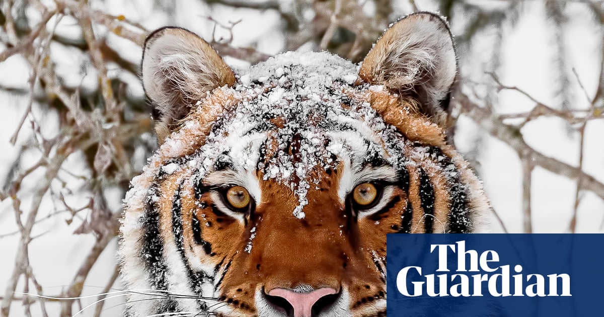 ‘The tigers are hungry’: endangered but deadly, the world’s largest big cat is sowing fear in Siberia’s villages | Wildlife