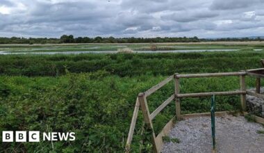 Bird flu found at RSPB nature reserve on the Somerset Levels