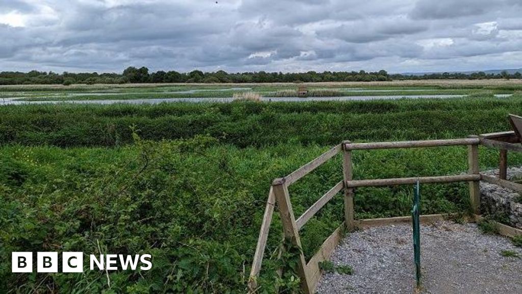 Bird flu found at RSPB nature reserve on the Somerset Levels