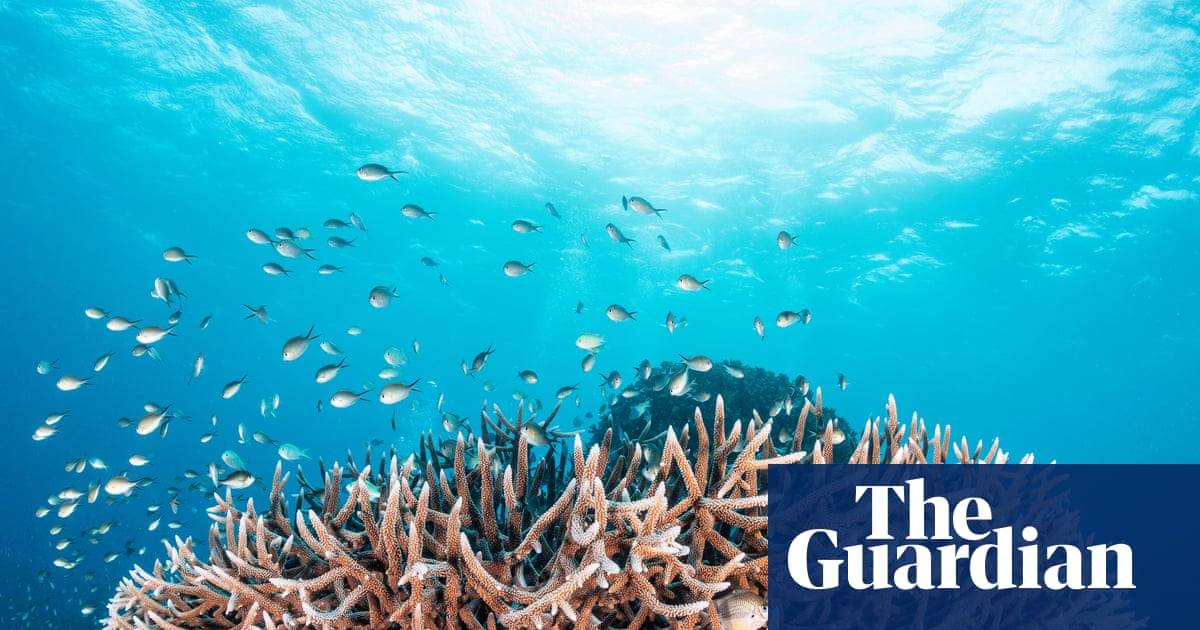 Great Barrier Reef could recover from rapid coral decline if global heating was kept to 2C, study finds | Great Barrier Reef