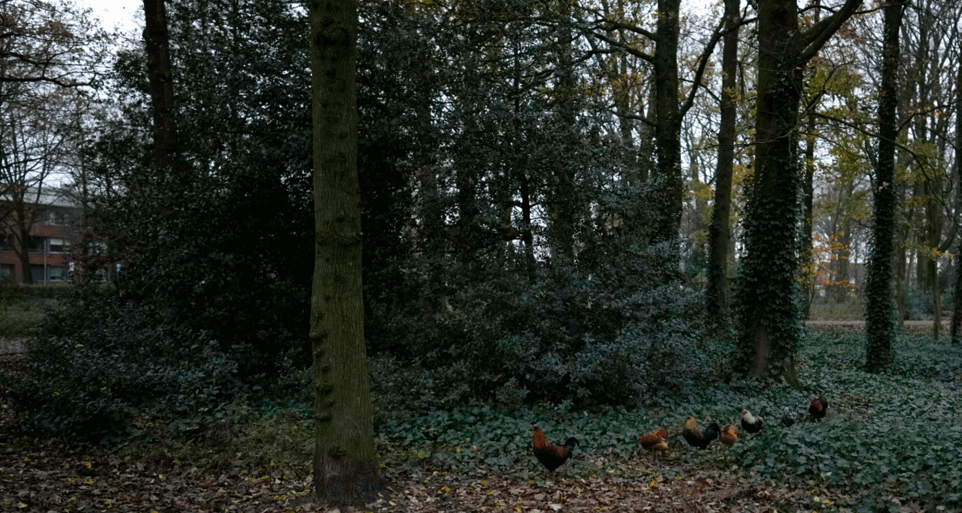 Dutch to cull 117,000 chickens as bird flu spreads