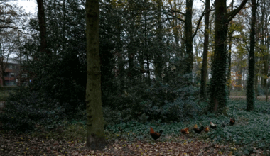 Dutch to cull 117,000 chickens as bird flu spreads