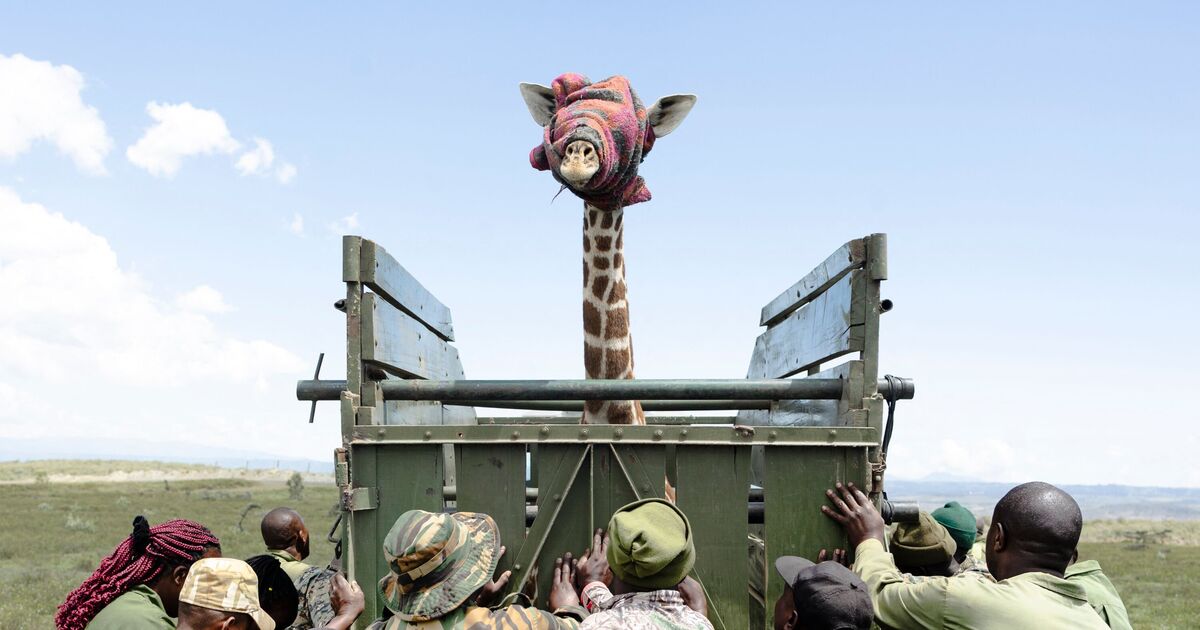 That's a tall order! Rangers save 207st giraffe...but he's reluctant to leave home | World | News
