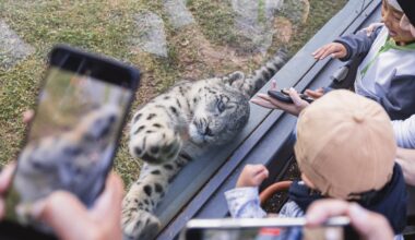 Ling Xiaomang, a rescued snow leopard, interacts with visitors in Xining Wildlife Zoo in October 2025. Photo: Li Hao/GT