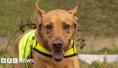 Labrador trained to find wildlife at Northumbrian Water sites