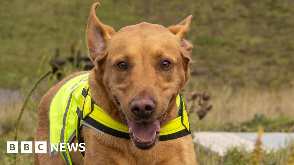 Labrador trained to find wildlife at Northumbrian Water sites