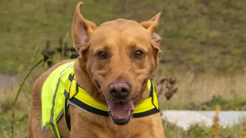 Northumbrian Water Limited Bracken the golden Labrador running with its ears in pointing up and its mouth opened in a smile. It is wearing a yellow hi-vis jacket. 