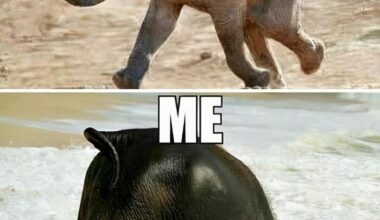 PWB Peeps Open Thread: Elephants Having Fun