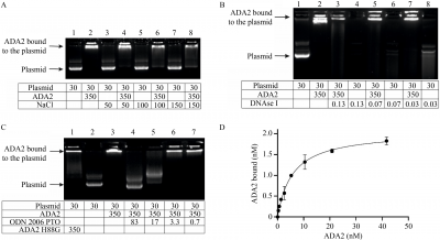 Adenosine deaminase 2 regulates the activation of the toll-like receptor 9 in response to nucleic acids
