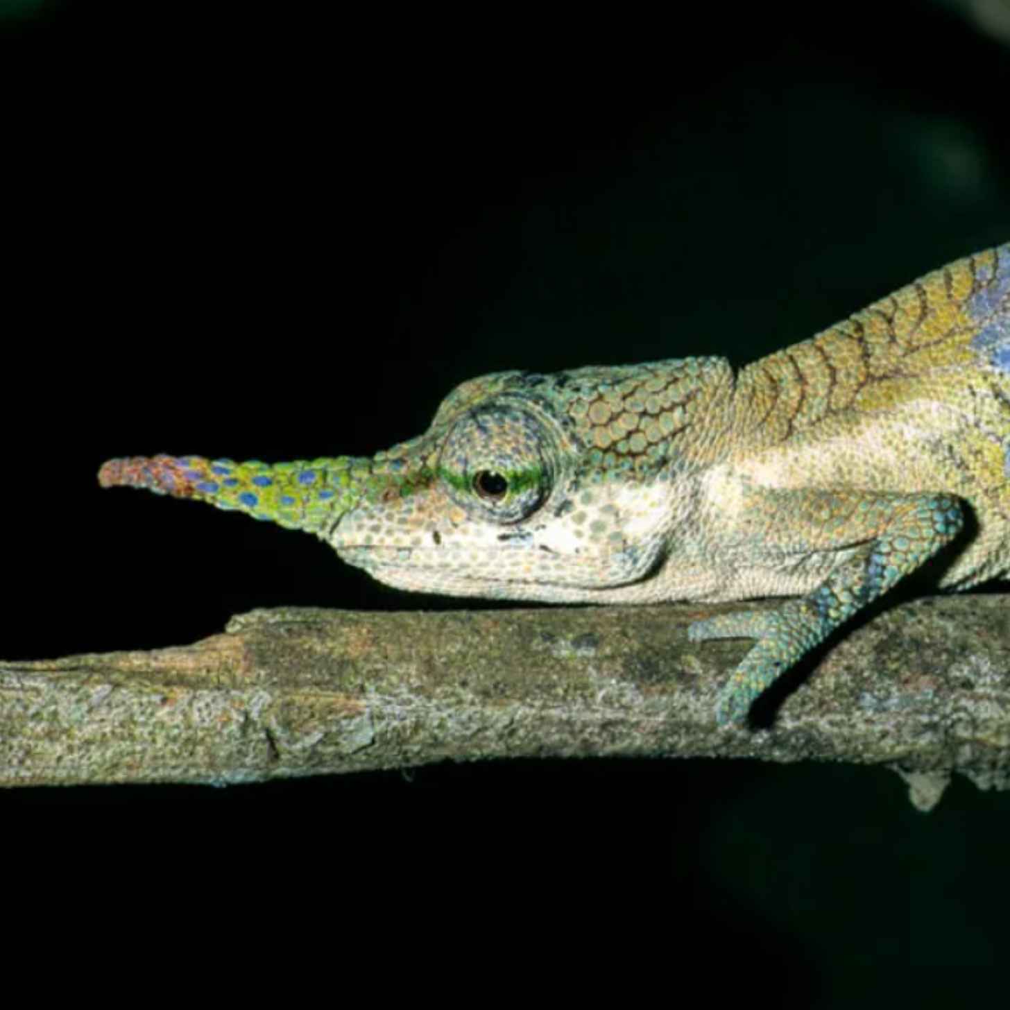 A chameleon with a long nose appendage